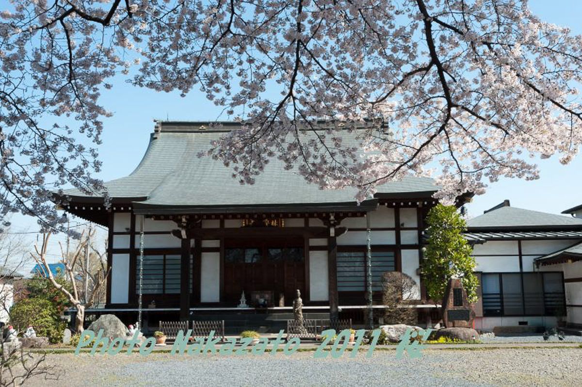 林泉寺の桜